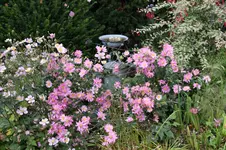 Oktober      0825.webp