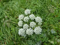 12.webp