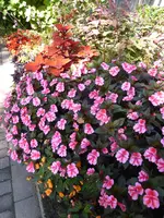 P1150980.webp