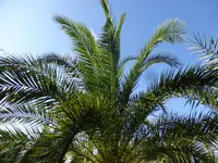P1150991.webp