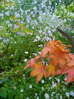 IMG_20251009_171421.webp