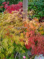 IMG_20251009_171806_1.webp