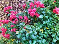 IMG_20201122_145333.webp