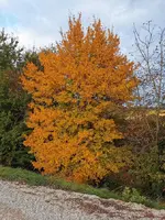IMG_20251010_165014.webp