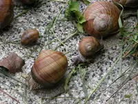 W-Schneck.webp