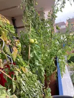 Tomaten 25-10-11*.webp
