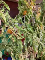 Tomate Mangué 25-10-11*01.webp
