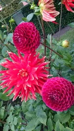 IMG-20180911-WA0001.webp