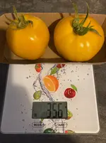 Ernte*Tomate Mangué_25-09-25*01.webp
