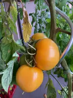 Ernte*Tomate Mangué_25-09-25*02.webp