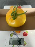 Ernte*Tomate Mangué_25-09-28*01.webp