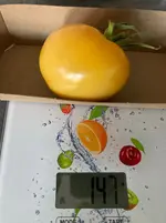 Ernte*Tomate Mangué_25-09-30*01.webp