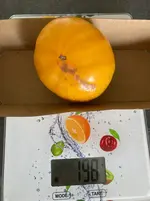Ernte*Tomate Mangué_25-10-03*01.webp