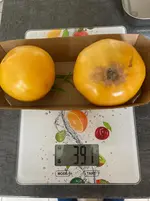 Ernte*Tomate Mangué_25-10-11*01.webp