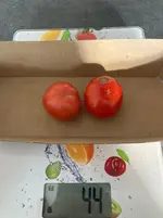Ernte*Tomate*Muchacha_25-09-28*.webp