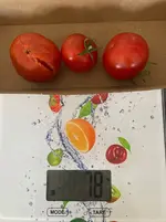 Ernte*Tomate*Muchacha_25-10-09*.webp