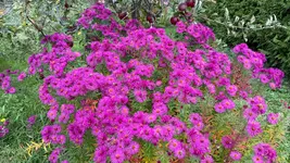 IMG_6514.webp