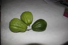 Gemüsebirne 0125.webp