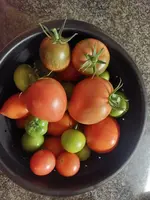 Bunte Tomaten 3.webp