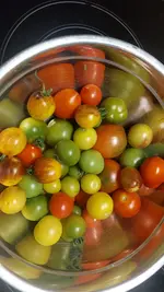 Bunte Tomaten 2.webp