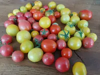 Bunte Tomaten.webp