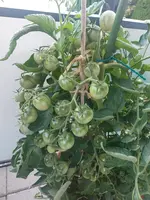 Nordglanz.webp Nordglanz.webp