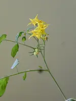 P1160229Blüte rote chinesische Coctailtomate.webp