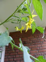 P1160230Blüte Tubis Streifenzipfel.webp