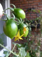 P1160231Tubis Streifenzipfel.webp