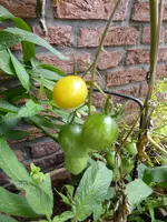 P1160232Gelbe chinesisce Coctailtomate.webp