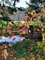 IMG_20201122_153622_3.webp