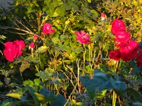 DSC03985.webp