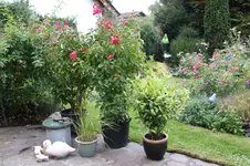 Oktober      1325.webp