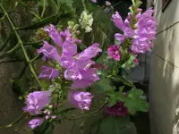 2025Gelenk.webp