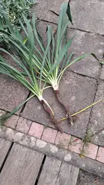 IMG-20251016-WA0008.webp