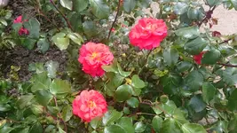 IMG-20190801-WA0000.webp