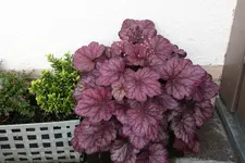 Heuchera    0122.webp