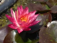 P1040494Seerose Fröbelii.webp
