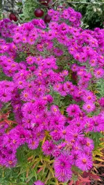 IMG_6529.webp