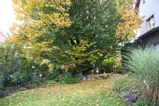 Laub0125.webp