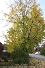 Laub0325.webp
