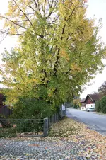 Laub0425.webp