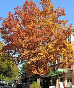 Gallery_1761043541420~2.webp