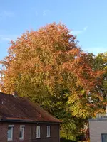 IMG_20251021_091817.webp