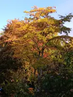 IMG_20251021_091851.webp