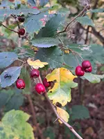 20251021_171050.webp