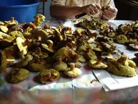 DSC02270.webp