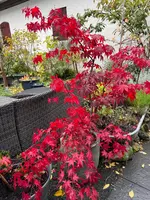 IMG_7711.webp