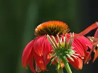 DSC02538.webp