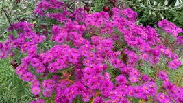 IMG_6528.webp
